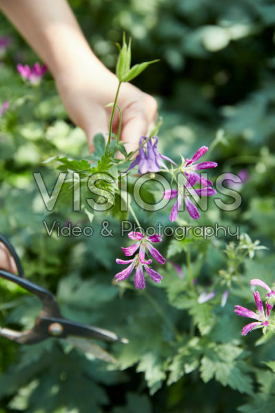 Geranium Geranium