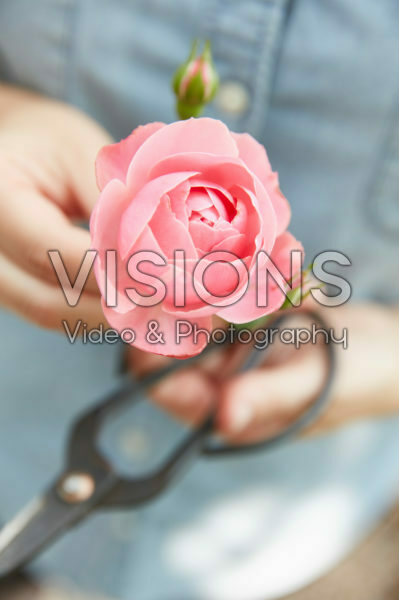 Rose Rose