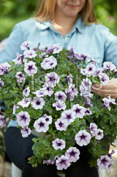 Petunia Petunia
