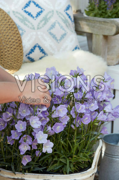Campanula Campanula