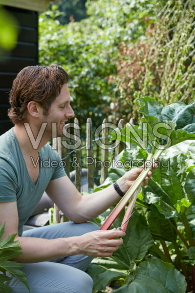 Man cutting rhubarb Man cutting rhubarb