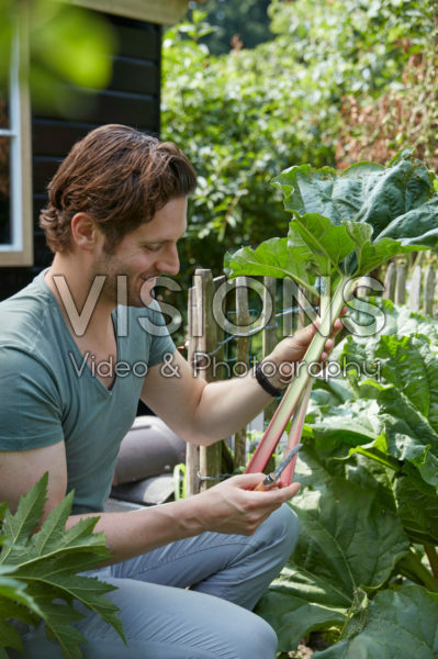 Man cutting rhubarb Man cutting rhubarb