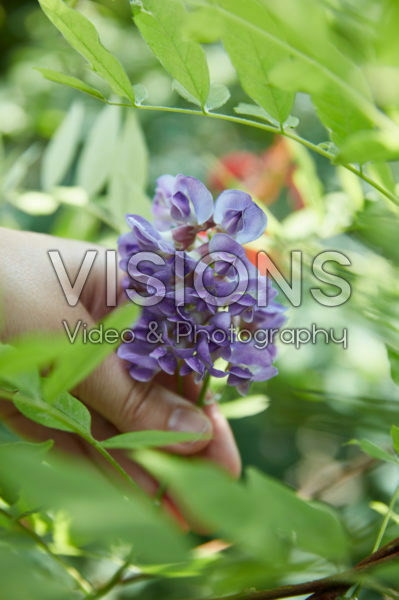 Wisteria Wisteria