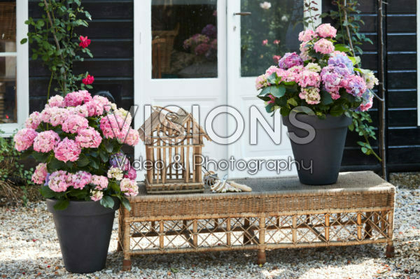 Hydrangeas Hydrangeas