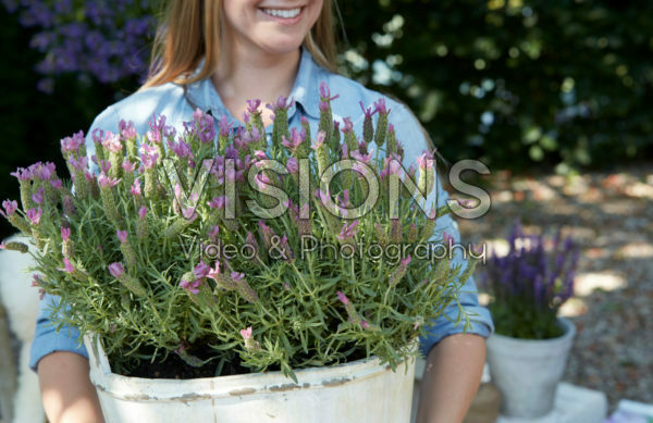 Lavandula stoechas Lavandula stoechas