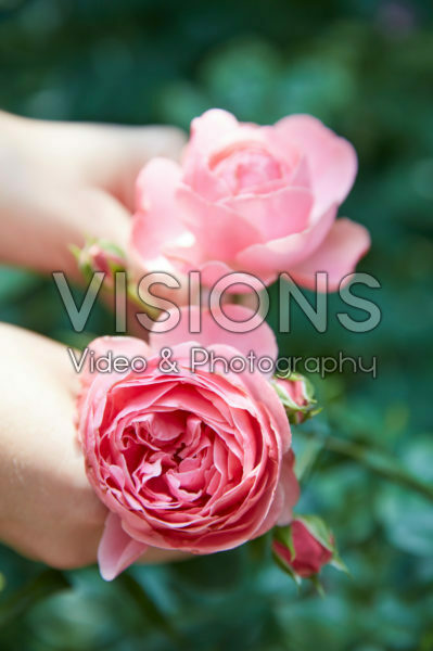 Rose Rose