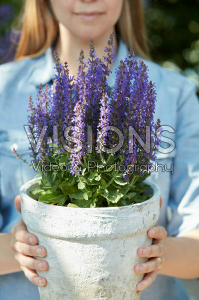 Salvia
Salvia