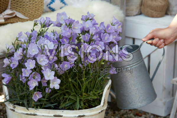 Campanula Campanula