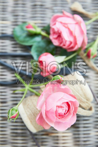 Roses Roses