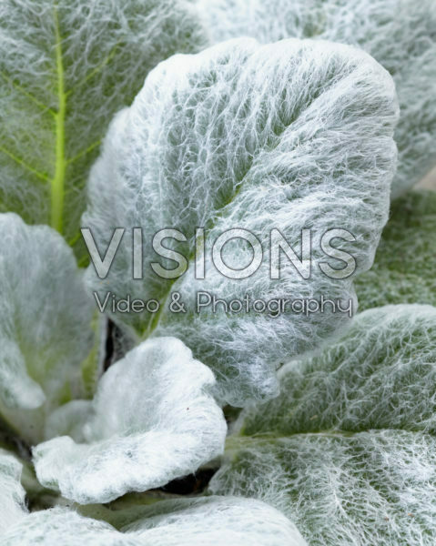Salvia argentea Salvia argentea