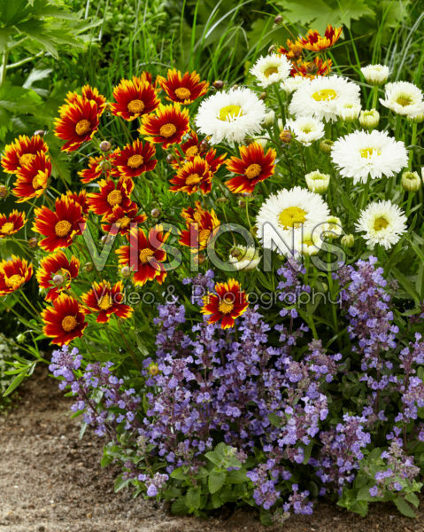 Mixed perennials Mixed perennials