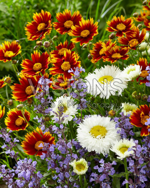 Mixed perennials Mixed perennials