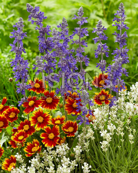 Mixed perennials Mixed perennials