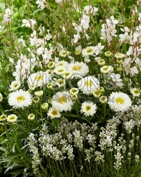 Mixed perennials Mixed perennials