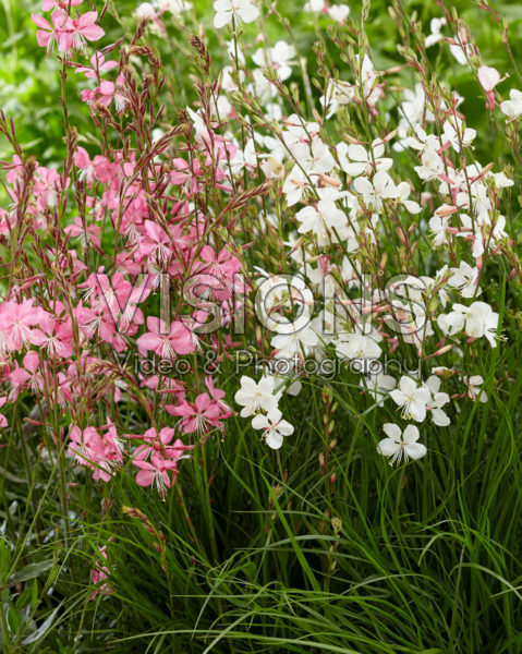 Mixed perennials Mixed perennials