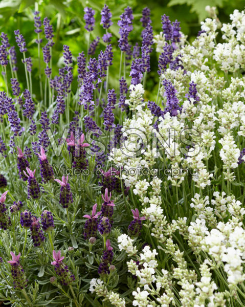 Mixed lavenders Mixed lavenders