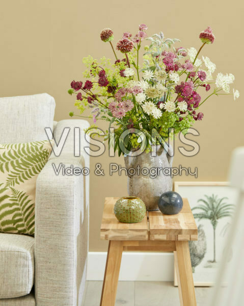 Astrantia Sparkling Stars in vase Astrantia Sparkling Stars in vase