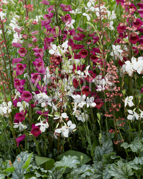 Mixed perennials Mixed perennials