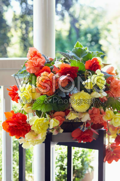 Begonia Sundancer™ Pastel mix Begonia Sundancer™ Pastel mix