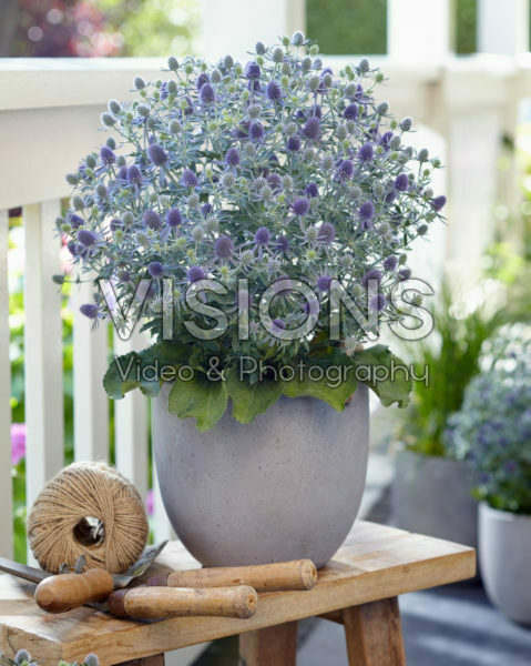 Eryngium Magical Blue Globe Eryngium Magical Blue Globe
