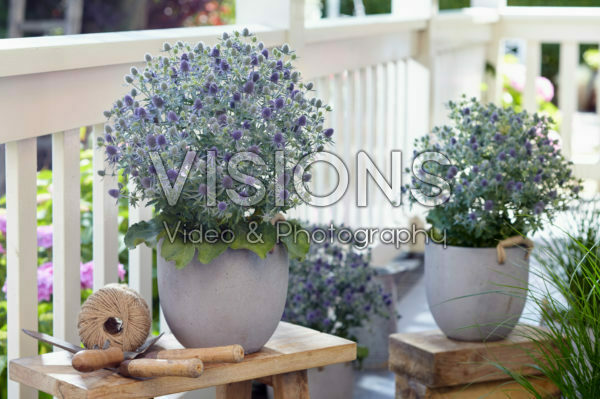 Eryngium Magical Blue Globe Eryngium Magical Blue Globe