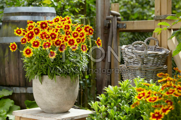 Coreopsis Bronze and Yellow Coreopsis Bronze and Yellow
