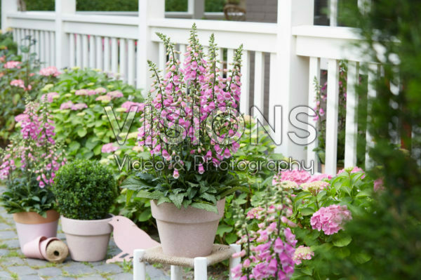 Digitalis Pink Panther Digitalis Pink Panther