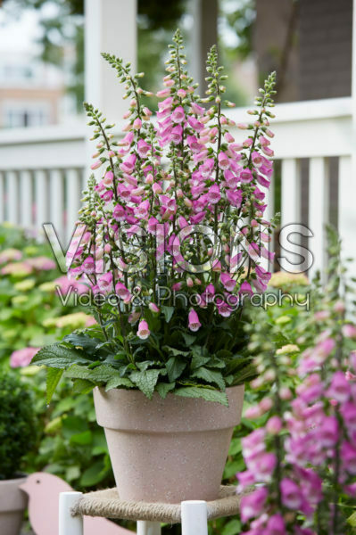 Digitalis Pink Panther Digitalis Pink Panther