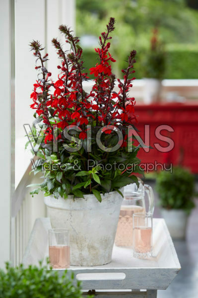 Lobelia Starship Scarlet Lobelia Starship Scarlet