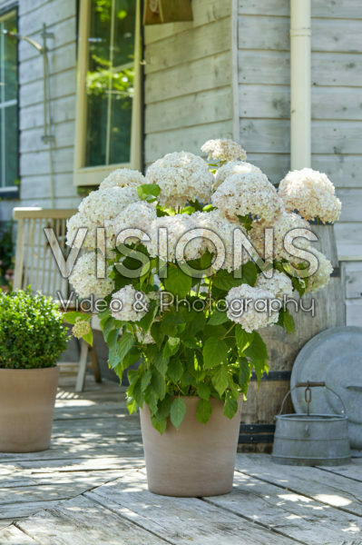 Hydrangea Candybelle® Marshmallow Hydrangea Candybelle® Marshmallow