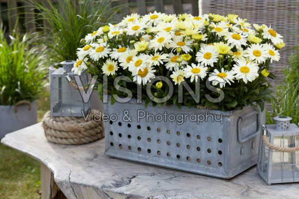 Leucanthemum Oh La Lacreme Leucanthemum Oh La Lacreme