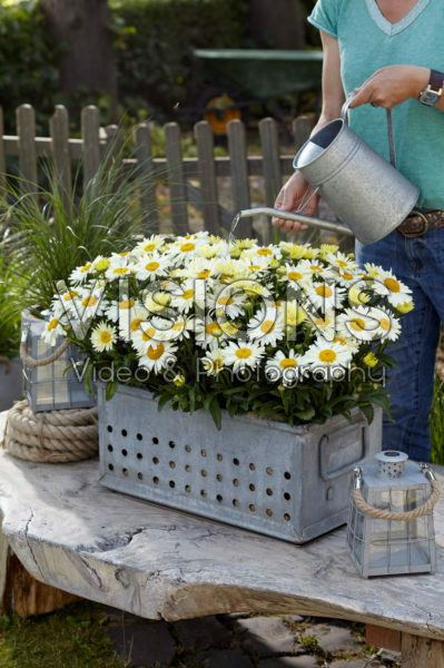 Leucanthemum Oh La Lacreme Leucanthemum Oh La Lacreme