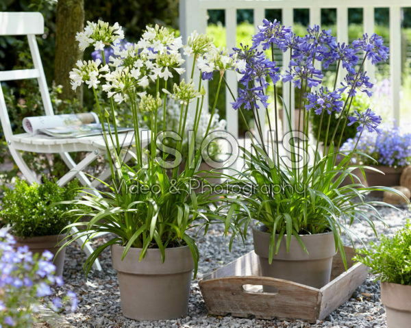 Agapanthus Ever Sapphire, Ever White Agapanthus Ever Sapphire, Ever White