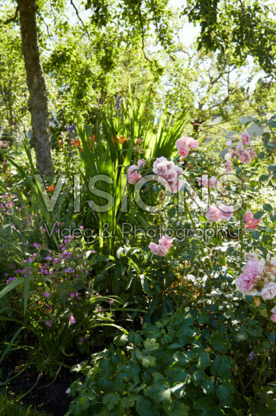 Summer garden Summer garden