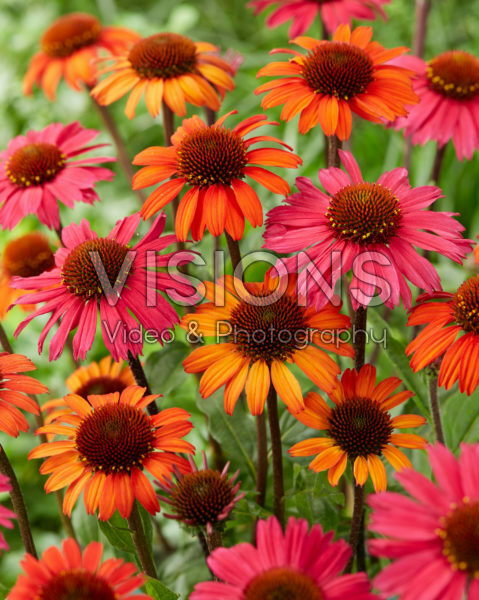 Echinacea SunSeekers mix Echinacea SunSeekers mix