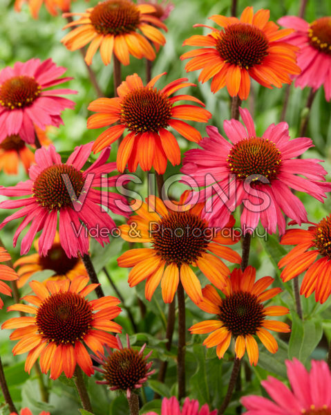 Echinacea SunSeekers mix Echinacea SunSeekers mix