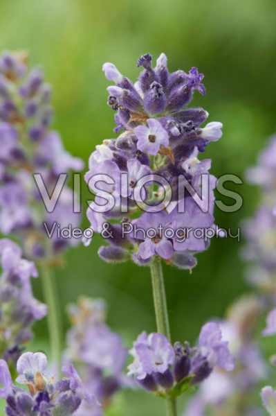 Lavandula angustifolia Spear Blue Lavandula angustifolia Spear Blue