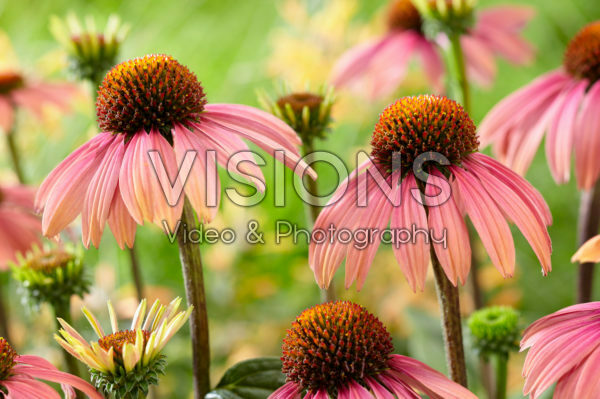 Echinacea Summer Cocktail ® Echinacea Summer Cocktail ®