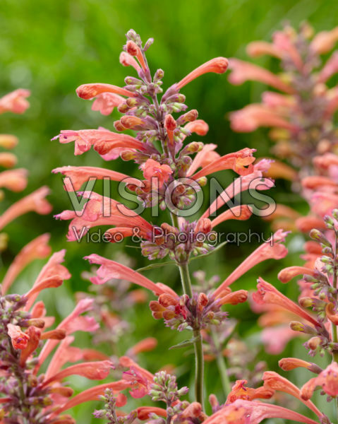 Agastache Kudos Coral Agastache Kudos Coral