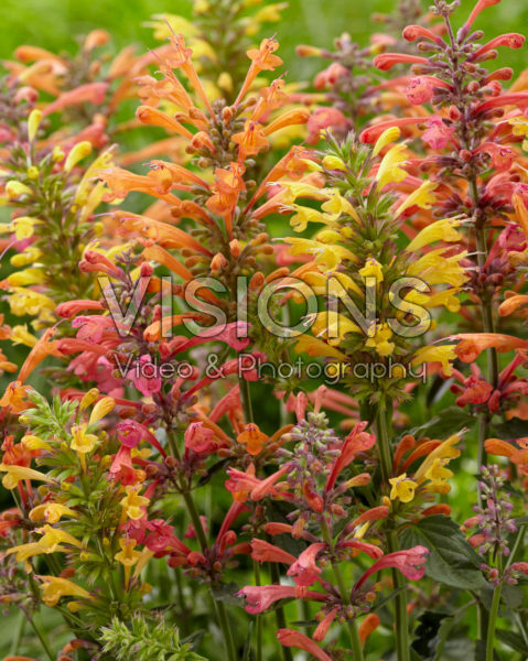 Agastache Kudos mix Agastache Kudos mix