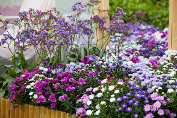 Aster mix Aster mix