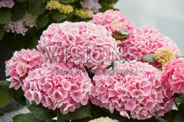 Hydrangea macrophylla Magical Opal ® Hydrangea macrophylla Magical Opal ®