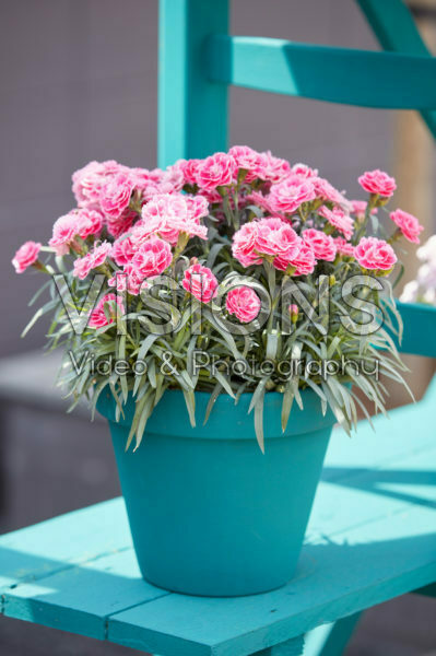 Dianthus Odessa Twiggy Dianthus Odessa Twiggy