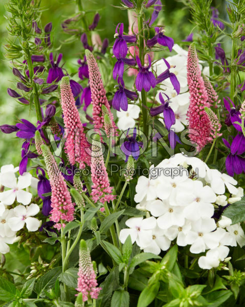 Lobelia x speciosa Starship Blue, Veronica First Love, Phlox Famous White Eye Lobelia x speciosa Starship Blue, Veronica First Love, Phlox Famous White Eye