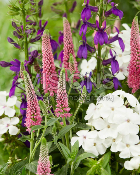 Lobelia x speciosa Starship Blue, Veronica First Love, Phlox Famous White Eye Lobelia x speciosa Starship Blue, Veronica First Love, Phlox Famous White Eye