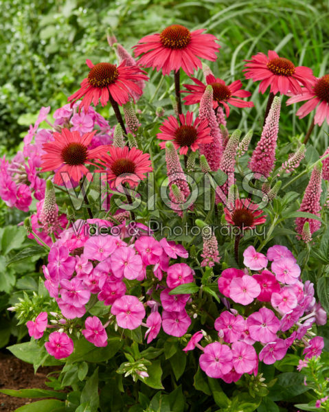 Veronica First love, Phlox Famous Light Pink, Echinacea SunSeekers Pink Veronica First love, Phlox Famous Light Pink, Echinacea SunSeekers Pink