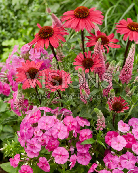 Veronica First love, Phlox Famous Light Pink, Echinacea SunSeekers Pink Veronica First love, Phlox Famous Light Pink, Echinacea SunSeekers Pink