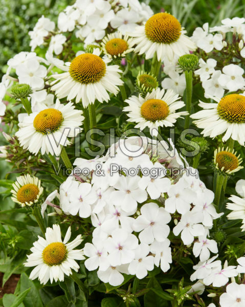 Phlox Famous White Eye, Echinacea Meditation White Phlox Famous White Eye, Echinacea Meditation White