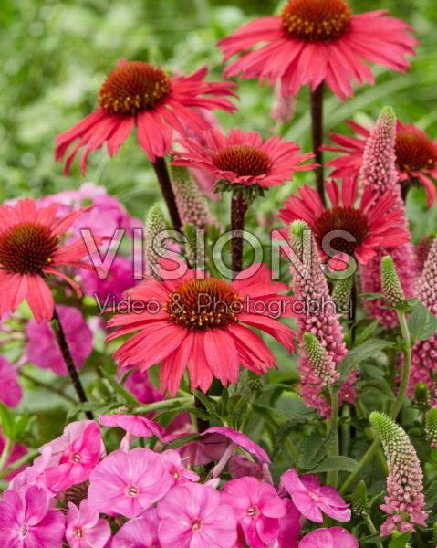 Veronica First love, Phlox Famous Light Pink, Echinacea SunSeekers Pink Veronica First love, Phlox Famous Light Pink, Echinacea SunSeekers Pink