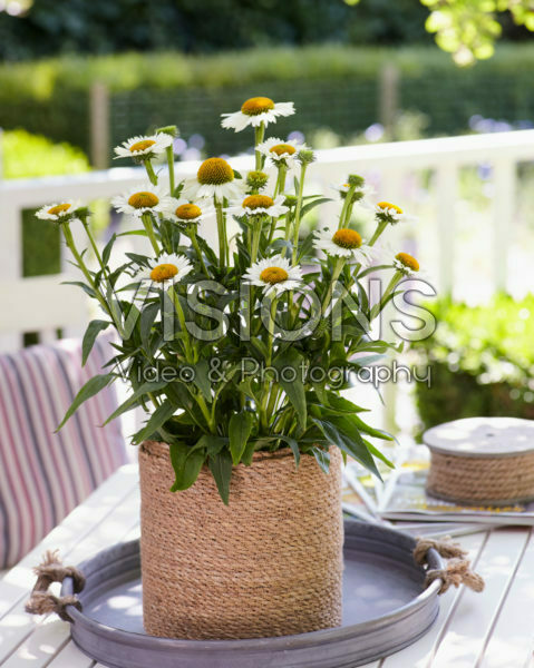 Echinacea Meditation White Echinacea Meditation White